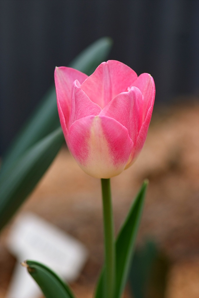 튤립 - Tulip, Tulipa gesneriana