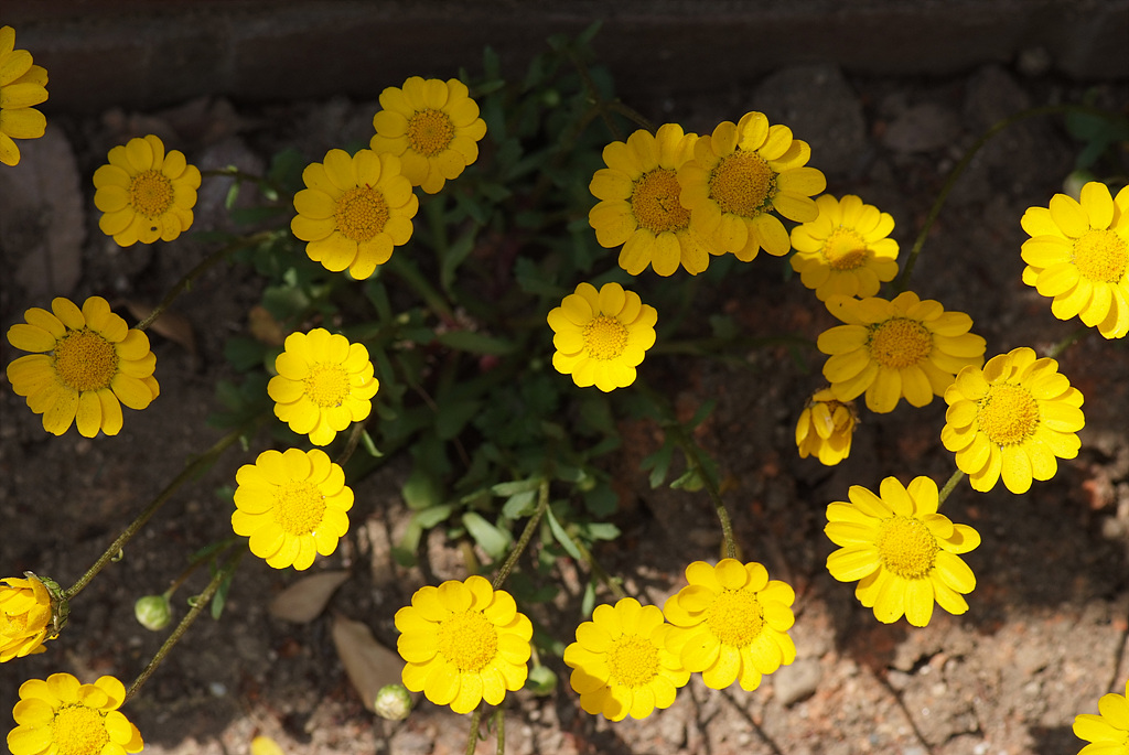 마가렛 - Chrysanthemum frutescens L.