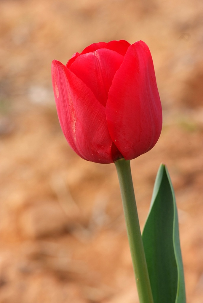 튤립 - Tulip, Tulipa gesneriana