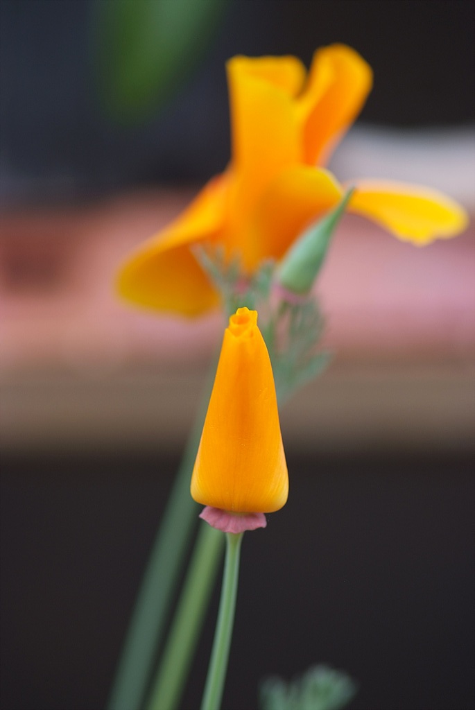 금영화 - California Poppy, Eschscholzia californica Cham.
