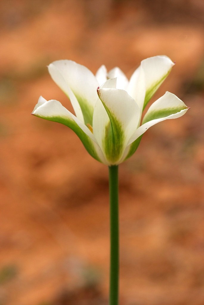 튤립 - Tulip, Tulipa gesneriana