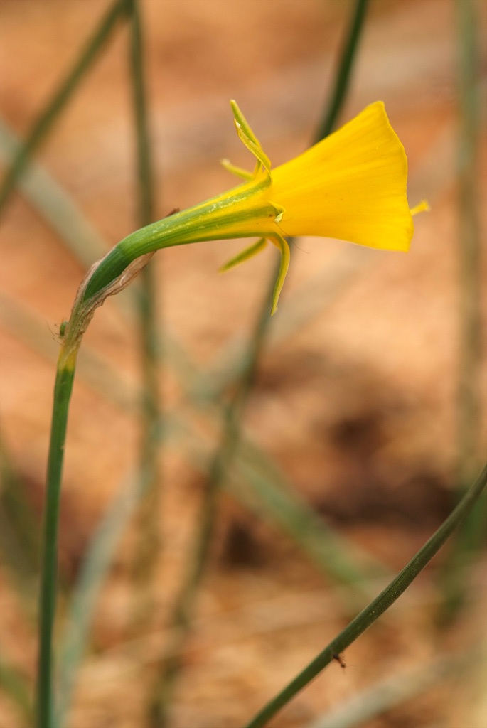 수선화 - daffodil, Narcissus tazetta var. chinensis