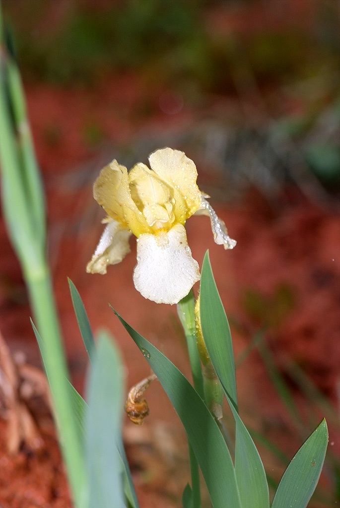 독일붓꽃 - German iris, Iris germanica L.