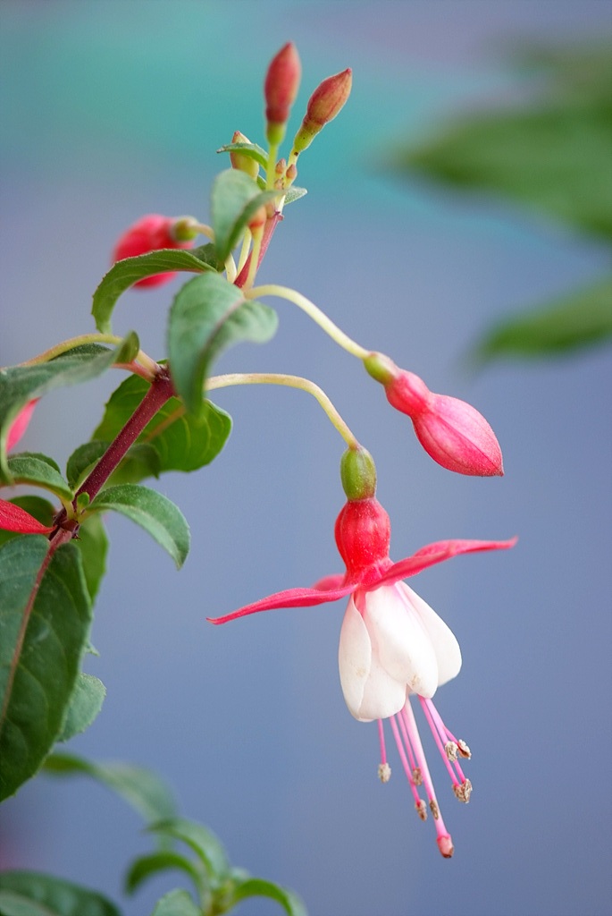 후쿠시아 - Common garden fuchsia, Fuchsia spp.
