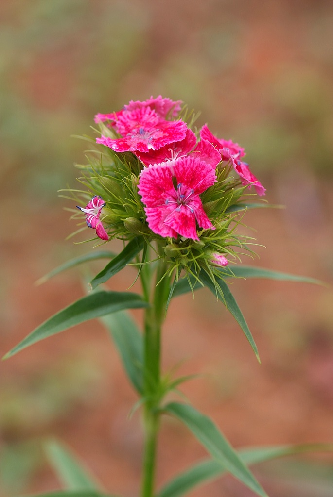 패랭이꽃 - Dianthus chinensis L. var. chinensis, Dianthus chinensis L. var. chinensis
