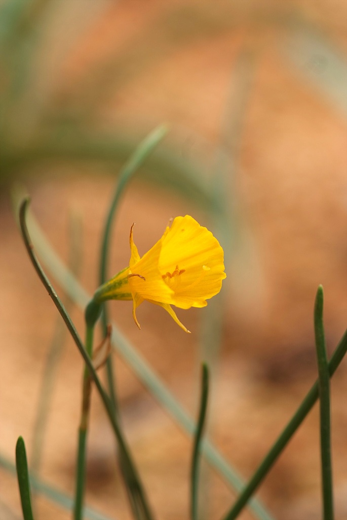 수선화 - daffodil, Narcissus tazetta var. chinensis