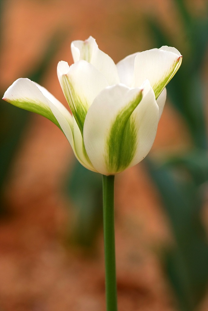 튤립 - Tulip, Tulipa gesneriana