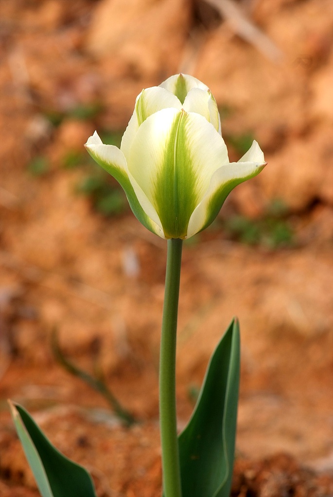 튤립 - Tulip, Tulipa gesneriana