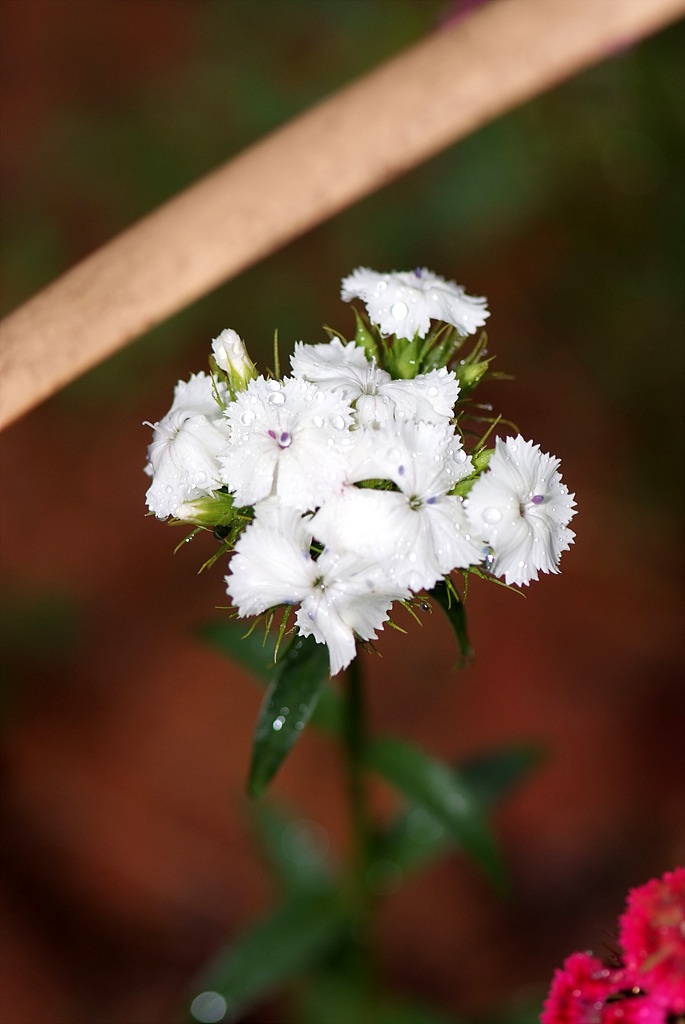 패랭이꽃 - Dianthus chinensis L. var. chinensis, Dianthus chinensis L. var. chinensis
