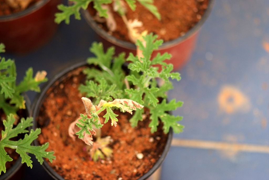 로즈제라늄 - Pelargonium graveolens