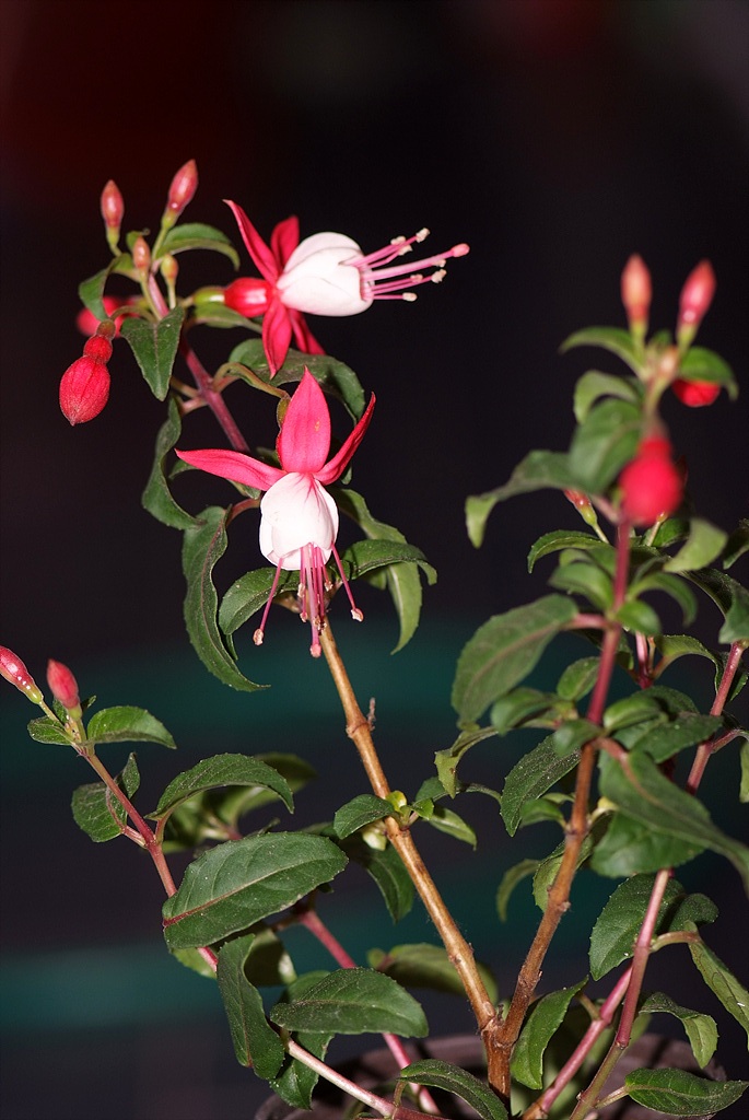후쿠시아 - Common garden fuchsia, Fuchsia spp.