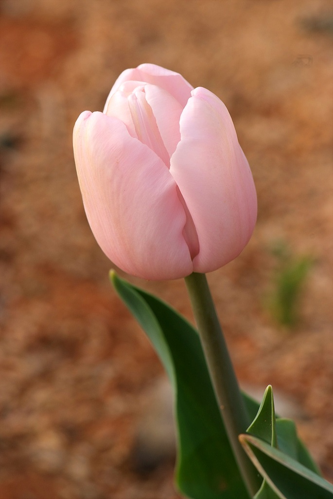 튤립 - Tulip, Tulipa gesneriana
