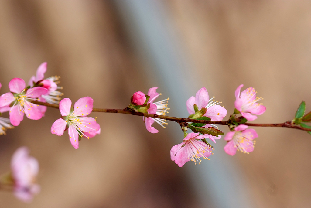 이스라지나무 - Prunus japonica Thunb. var. nakaii (H. Lév.) Rehder