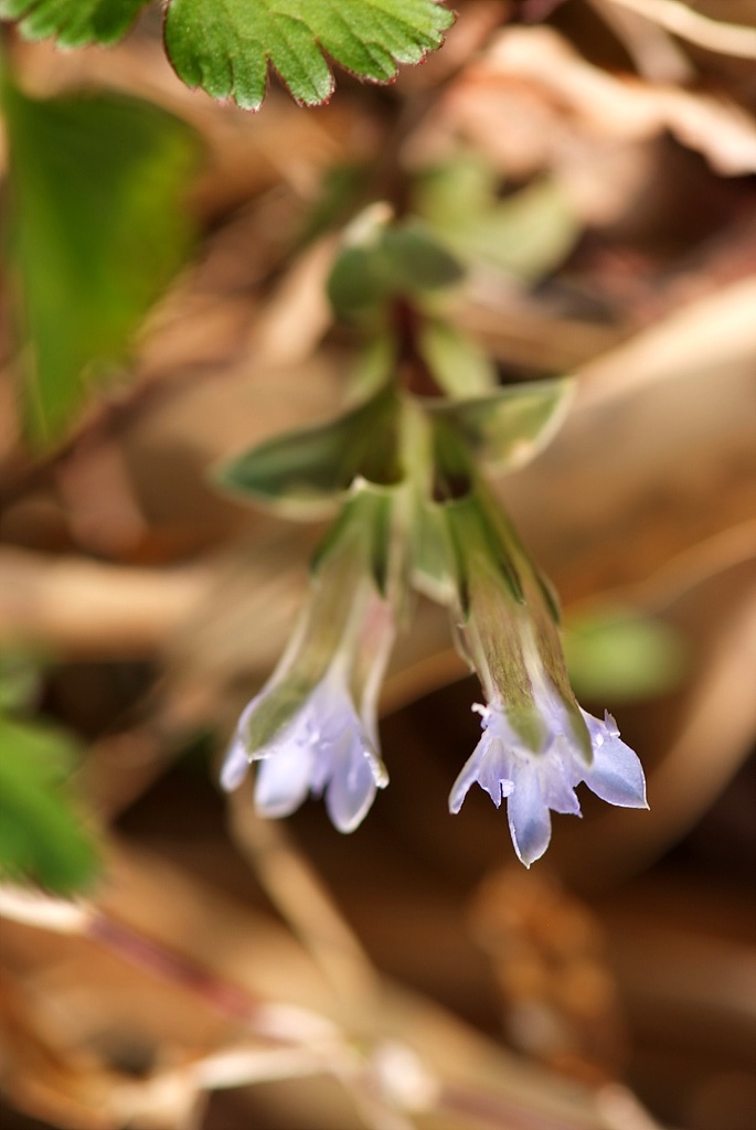 용담 - Gentiana scabra Bunge for. scabra