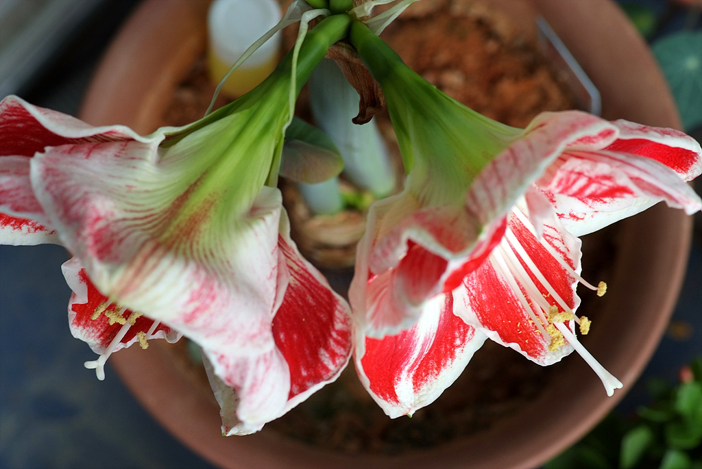 아마릴리스 - amaryllis, Hippeastrum puniceum (Lam.) Voss