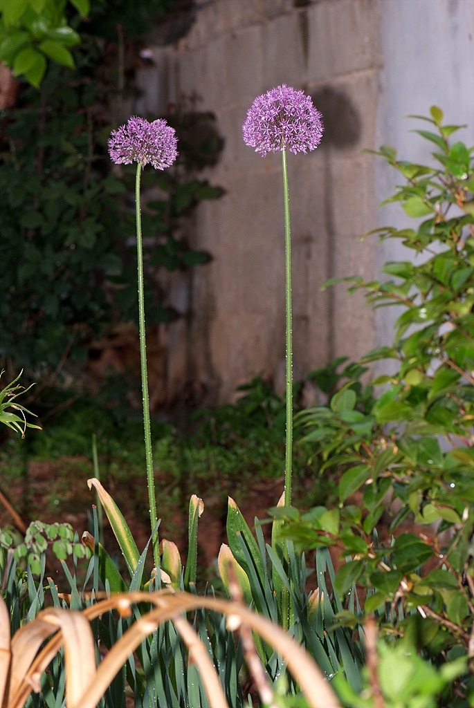 알리움 - Allium  spp