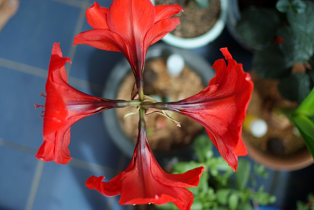 아마릴리스 - amaryllis, Hippeastrum puniceum (Lam.) Voss