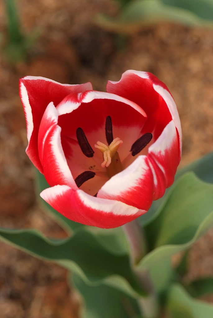 튤립 - Tulip, Tulipa gesneriana