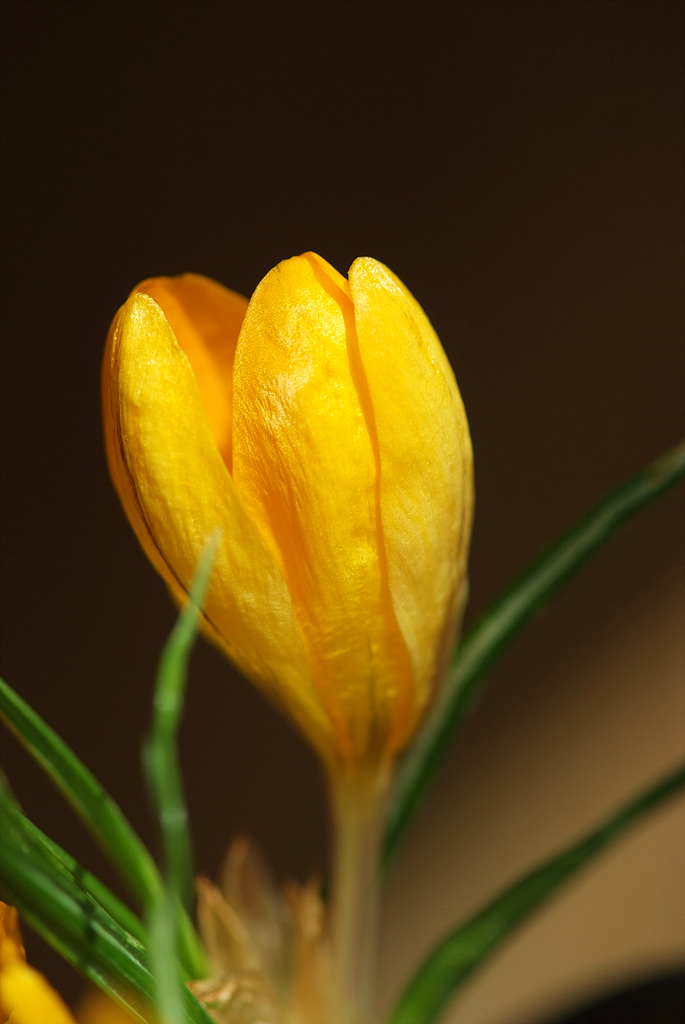 크로커스 - Crocus, Crocus spp.