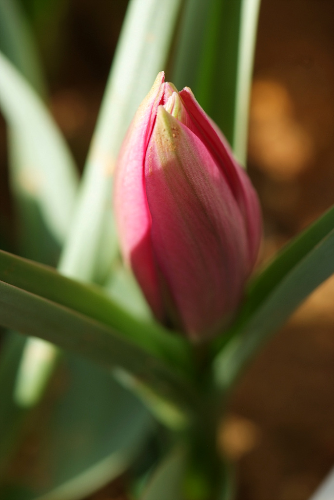 튤립 - Tulip, Tulipa gesneriana