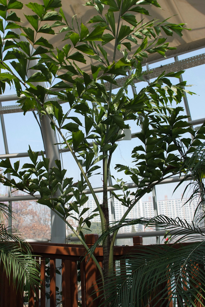 공작야자 - Fish tail palm, Caryota mitis