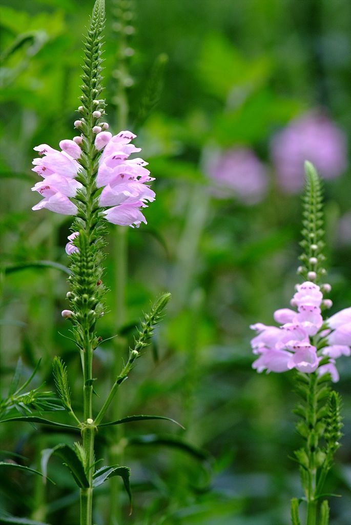 꽃범의꼬리 - Physostegia virginiana