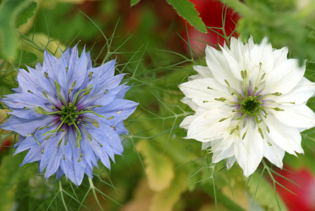 니켈라 - ragged lady, devil in the bush, Nigella damascena