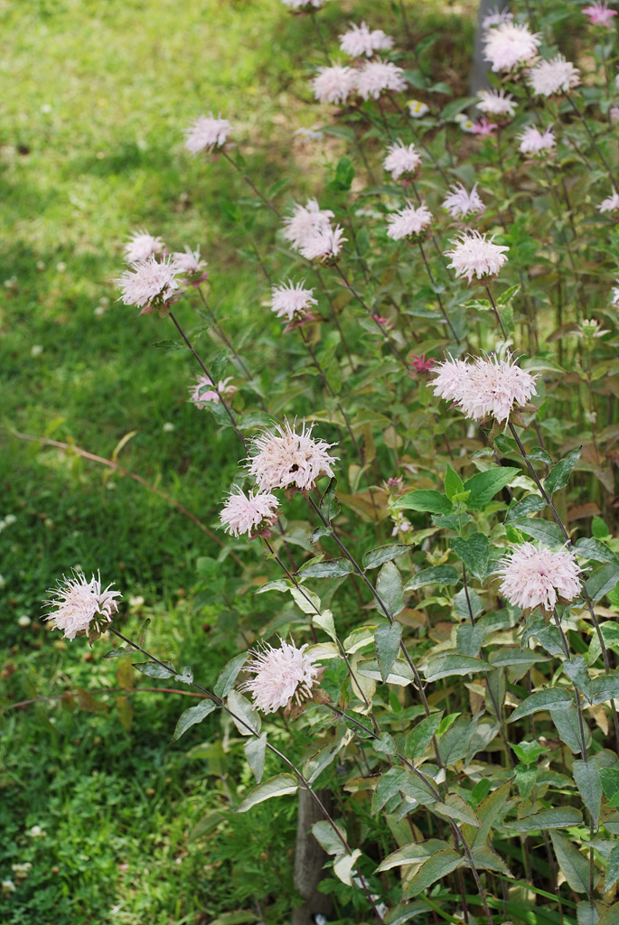 베르가못 - Monarda didyma L.