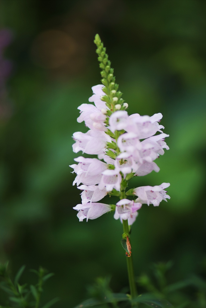 꽃범의꼬리 - Physostegia virginiana