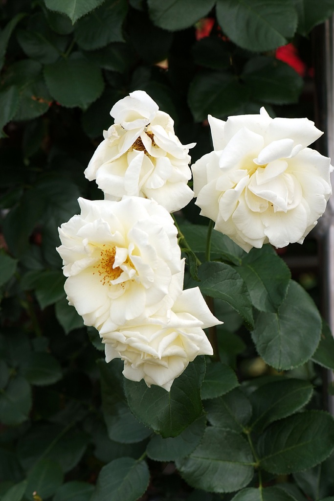 장미 - Rose, Rosa hybrida