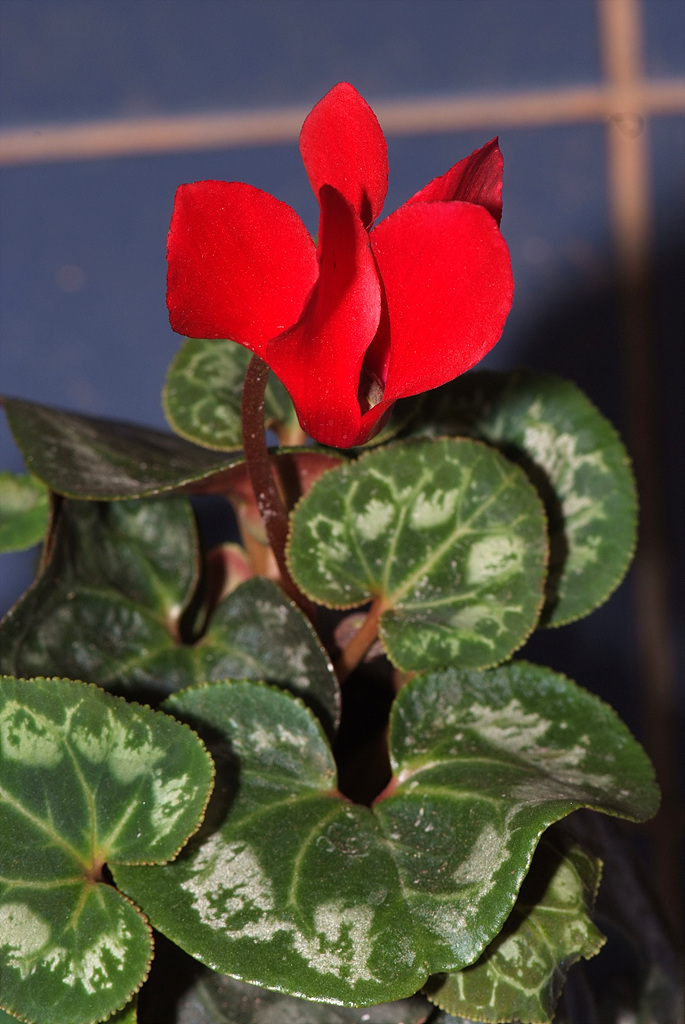 시클라멘 - 시클라멘 펠시쿤, Cyclamen persicum