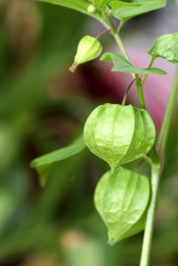 땅꽈리 - Physalis angulata L.