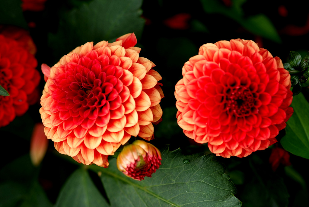 다알리아 - YELLOw BAIRD, Dahlia pinnata Cav.