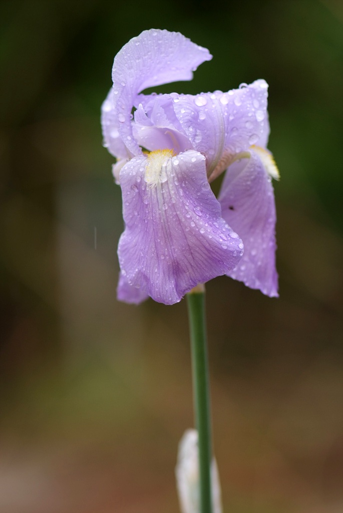 독일붓꽃 - German iris, Iris germanica L.