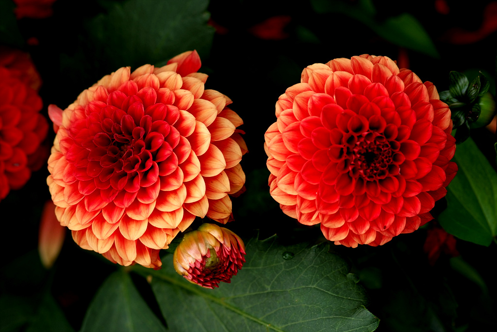 다알리아 - YELLOw BAIRD, Dahlia pinnata Cav.