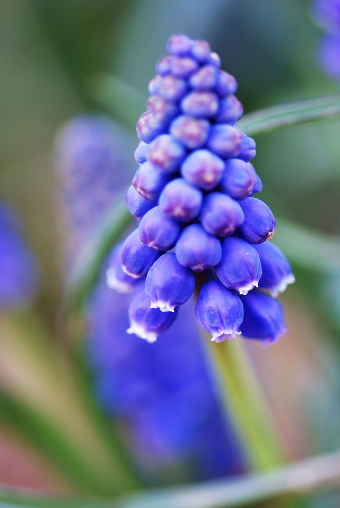 무스카리 - blue grape hyacinth, Muscari armeniacum.
