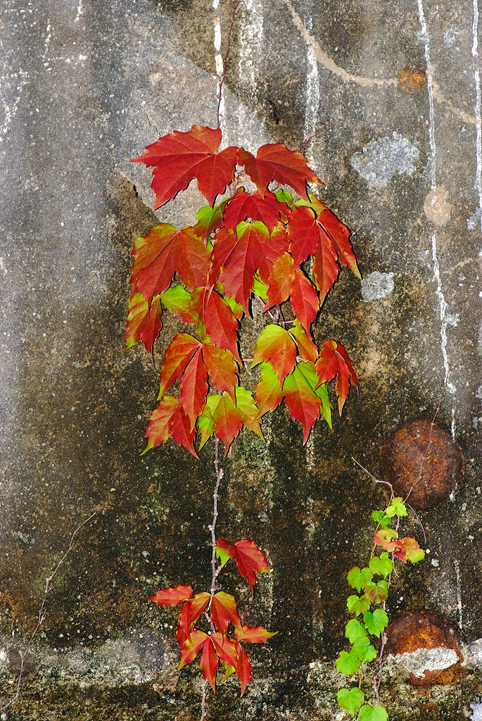 담쟁이덩굴 - Parthenocissus tricuspidata