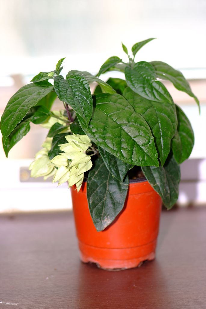 클레로덴드럼 톰소니에 - Bleeding-heart vine, Clerodendrum Thomsoniae