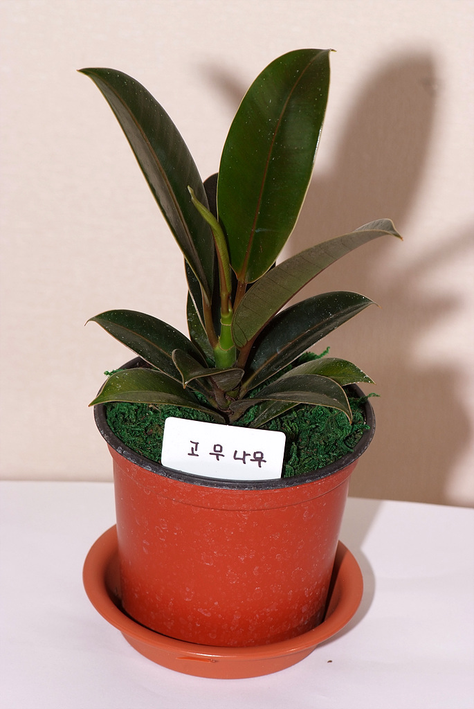 인도고무나무 - Rubber plant, Ficus elastica Roxb.