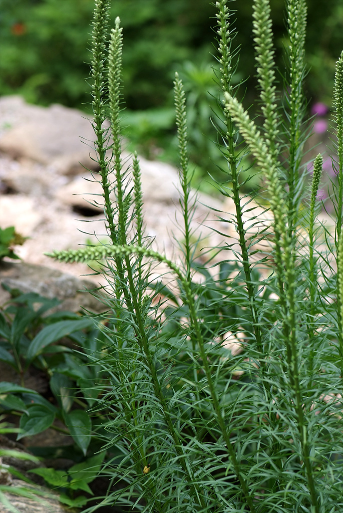 리아트리스 - Gayfeather, Cattail gayfeather, Kansas gayfeather, Liatris pycnostachya Michx. (L. spicata Willd.)
