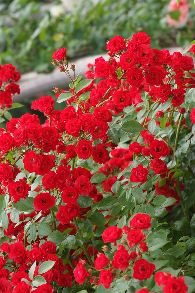 장미 - Rose, Rosa hybrida