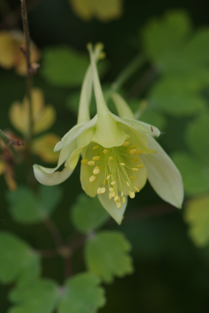 매발톱 - columbine, Aquilegia buergeriana Siebold & Zucc. var. oxysepala (Trautv. & C. A. Mey.) Kitam.