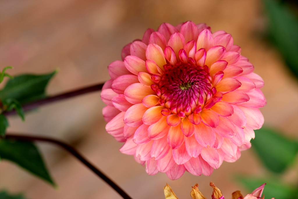 다알리아 - YELLOw BAIRD, Dahlia pinnata Cav.