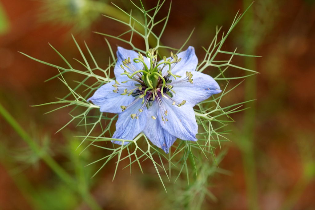 니켈라 - ragged lady, devil in the bush, Nigella damascena