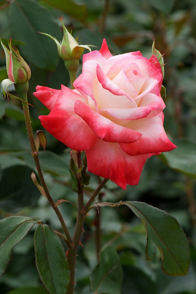 장미 - Rose, Rosa hybrida