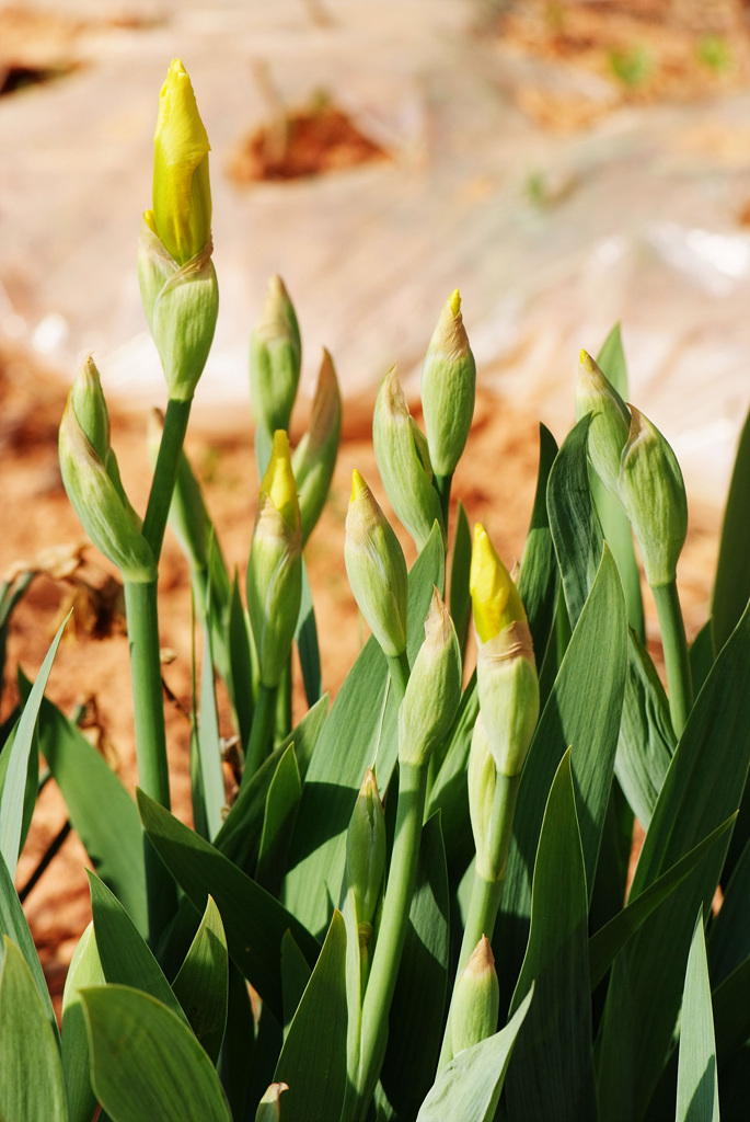 독일붓꽃 - German iris, Iris germanica L.