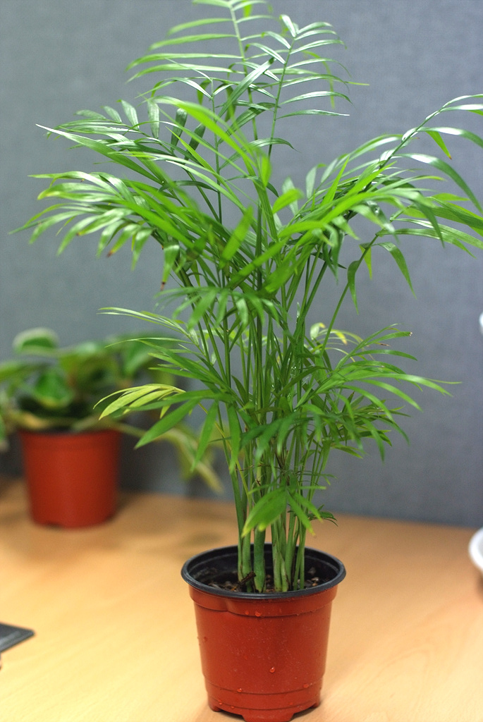 아레카야자 - Areca palm, golden cane palm, Yellow palm, Butterfly palm, Dypsis lutescens