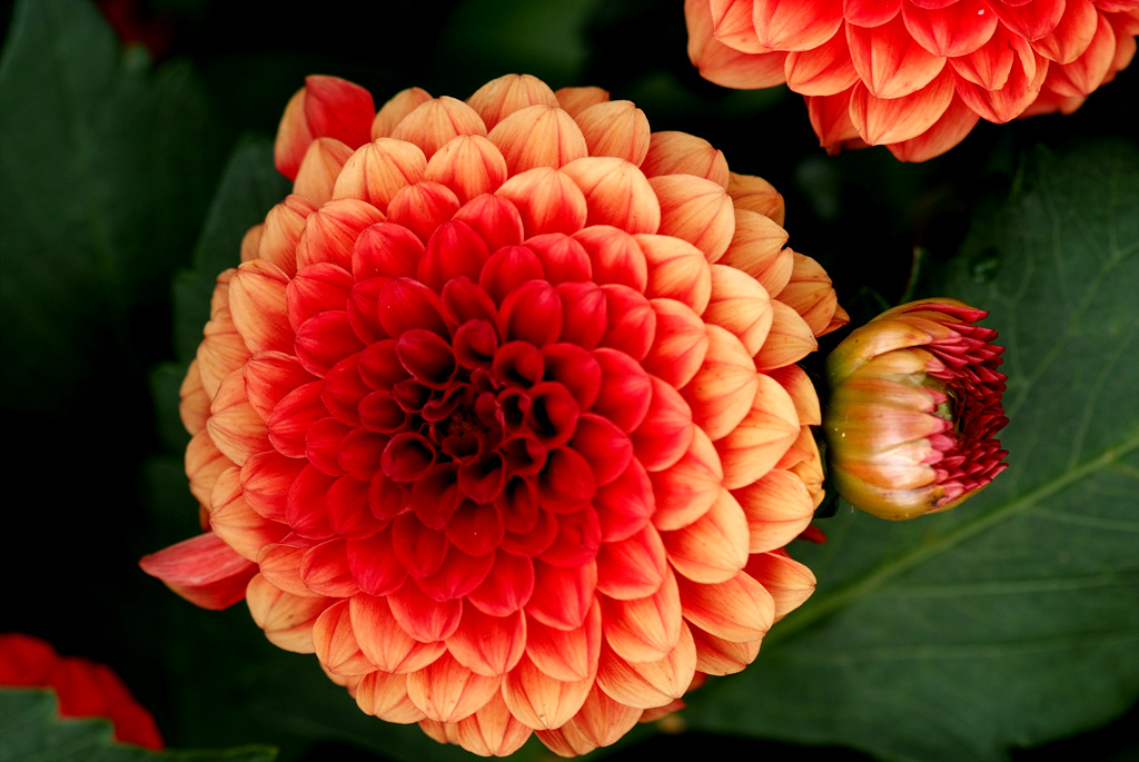 다알리아 - YELLOw BAIRD, Dahlia pinnata Cav.