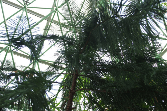 아라우카리아 - Norfolk Island Pine, Araucaria heterophylla (Salisb.) Franco