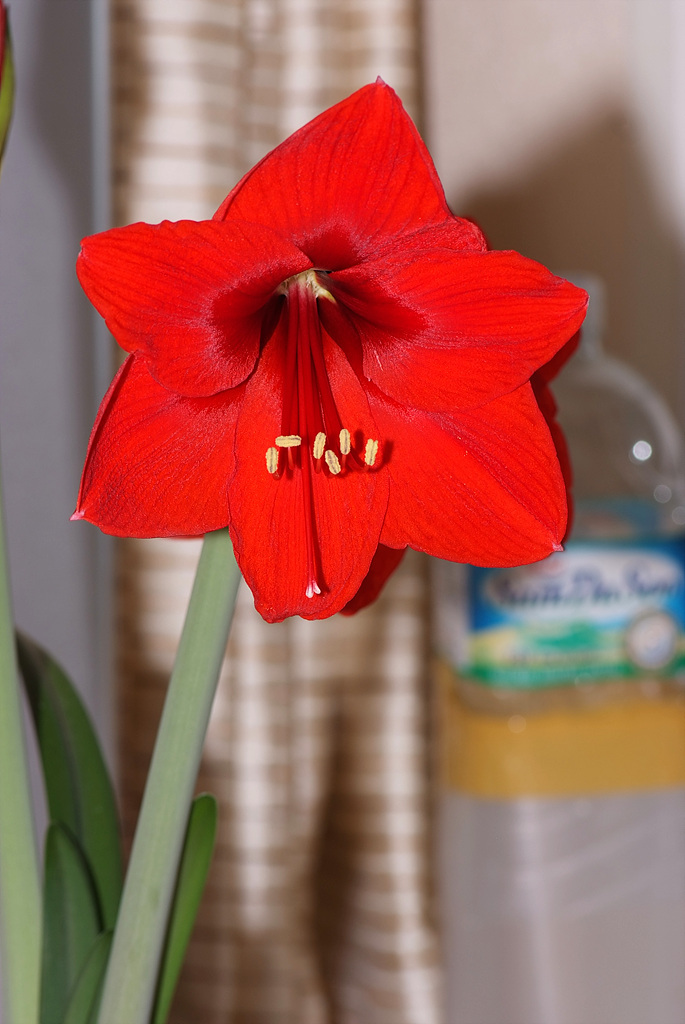 아마릴리스 - amaryllis, Hippeastrum puniceum (Lam.) Voss